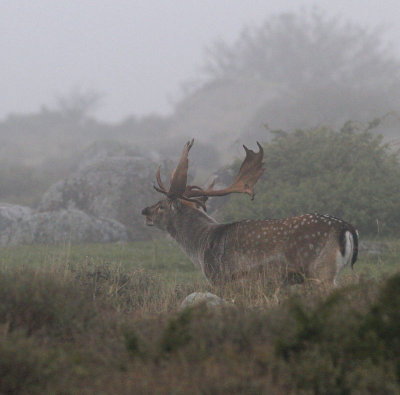 Fallow Deer, bull in fog