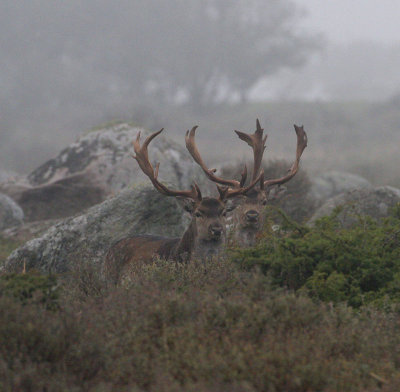 Fallow Deer, bulls in fog