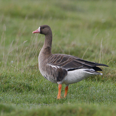 Greater White-fronted Goose, (Bläsgås)
