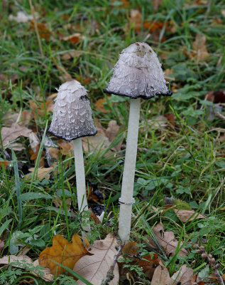 Fjällig bläcksvamp, (Coprinus comatus)