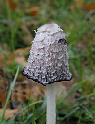 Fjällig bläcksvamp, (Coprinus comatus)