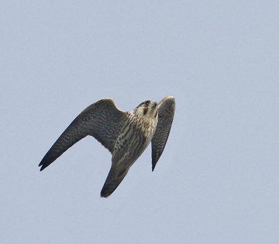 Peregrine Falcon, juv.