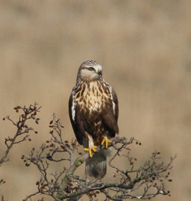 Rough-legged Buzzard, juvenile