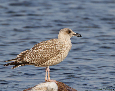 Lesser Black-backed Gull, juv.