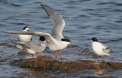 Common Tern, (Fisktärna)
