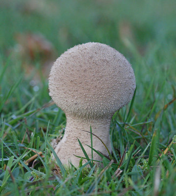 Vårtig röksvamp, (Lycoperdon perlatum)
