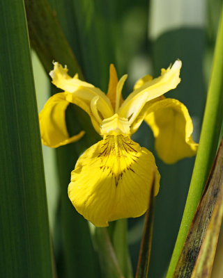 Svrdslilja, (Iris pseudacorus)