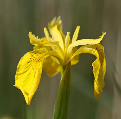 Svrdslilja, (Iris pseudacorus)