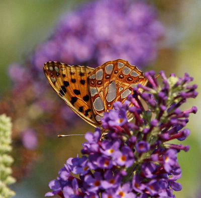 Storfläckig Pärlemorfjäril, (Issoria lathonia)