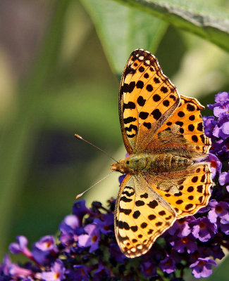 Storfläckig Pärlemorfjäril, (Issoria lathonia)