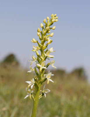 Nattviol, (Platanthera bifolia)