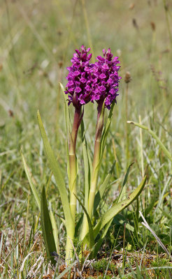 ngsnycklar, (Dactylorhiza incarnata)