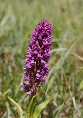 ngsnycklar, (Dactylorhiza incarnata)