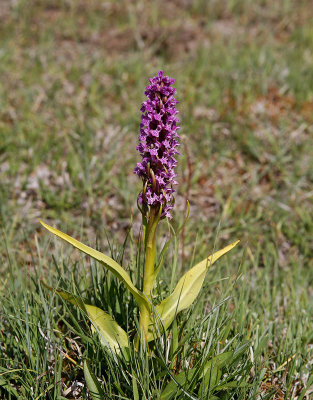ngsnycklar, (Dactylorhiza incarnata)