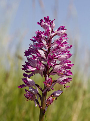 Johannesnycklar, (Orchis militaris)