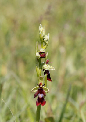 Flugblomster, (Ophrys insectifera)