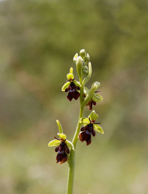 Flugblomster, (Ophrys insectifera)