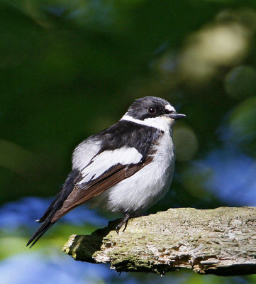 Collared Flycatcher, male