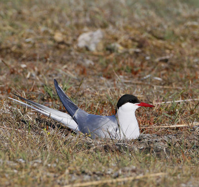 Arctic Tern, on the nest