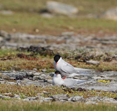 Arctic Terns, mating