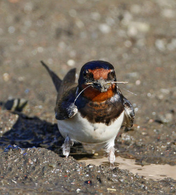 Barn Swallow, collecting nesting material