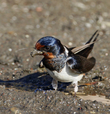 Barn Swallow, collecting nesting material