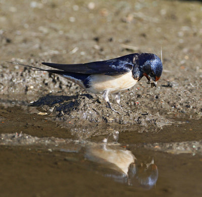 Barn Swallow, collecting nesting material