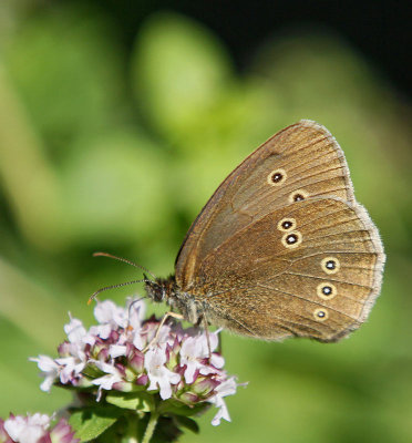 Luktgräsfjäril, (Aphantopus hyperantus)