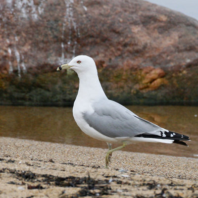 Ring-billed Gull, adult