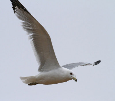 Ring-billed Gull,  (Ringnbbad ms)