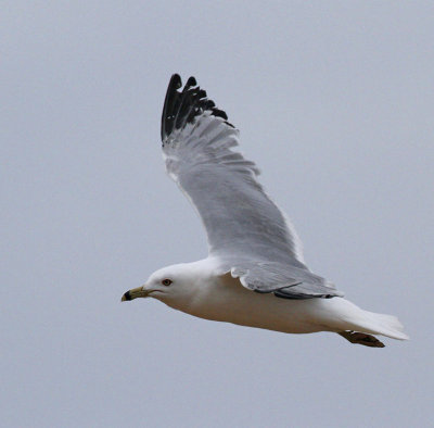Ring-billed Gull, adult