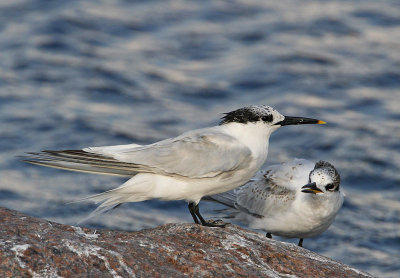 Sandwich Tern, adult with young