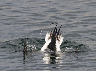 Long-tailed Duck, male, diving