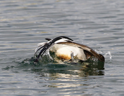 Long-tailed Duck, male, diving