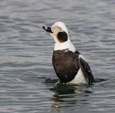 Long-tailed Duck, male