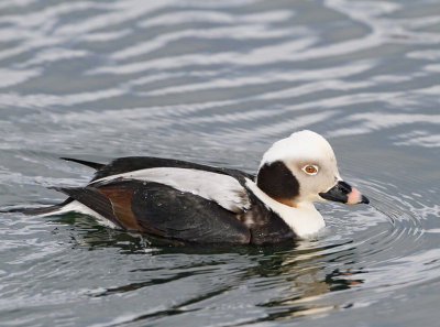 Long-tailed Duck, male, oil damged