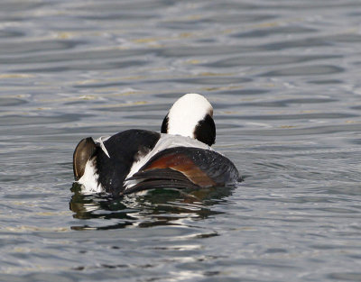 Long-tailed Duck, male, back view