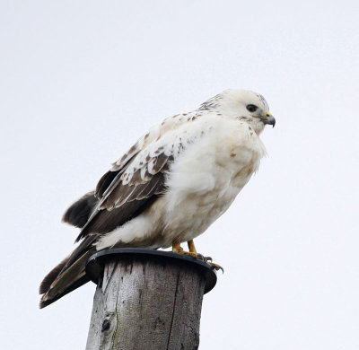 Common Buzzard, pale morf, (Börringevråk)