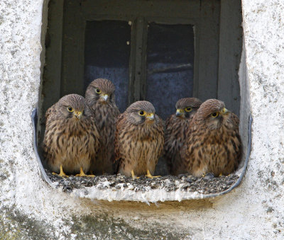 Eurasian Kestrel, soon possible to fly