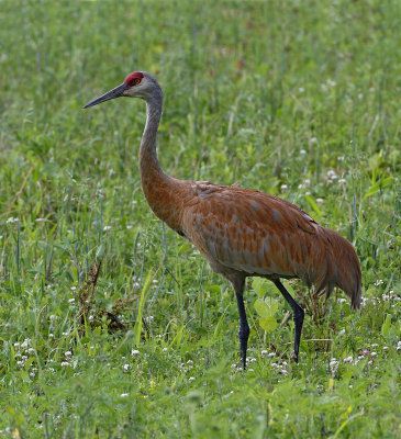 Sandhill Crane