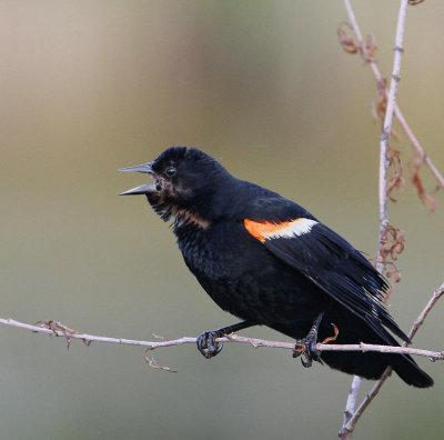 Red-Winged Blackbird, male