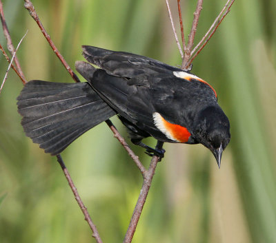 Red-Winged Blackbird, male