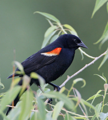 Red-Winged Blackbird, male