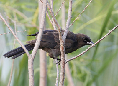 Common Grackle, juvenile