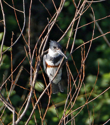 Belted Kingfisher, female