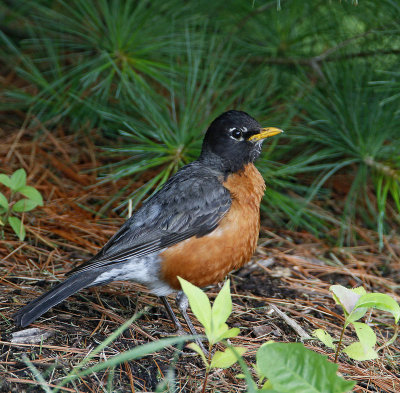 American robin, male
