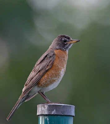 American robin, female