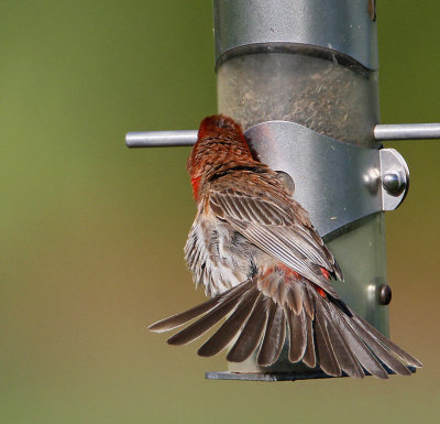 House Finch, male