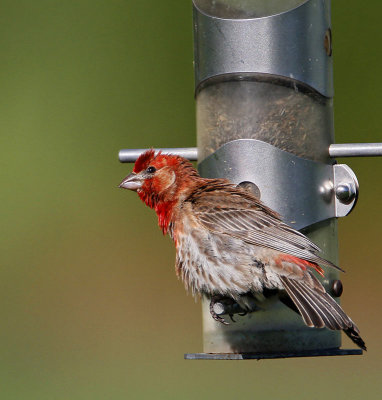 House Finch, male