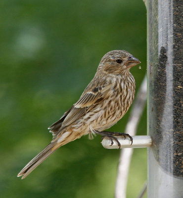 House finch, female